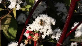 Les suivis, notamment d’insectes, rendent compte de la diversité d’espèces présentes dans un site donné. Les itinéraires techniques peuvent être adaptés en fonction de leurs résultats. ©L. Hespel